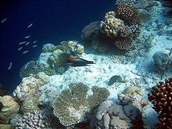 Epibulus insidiator - Stülpmaul-Lippfisch (Männchen), Copyright by Aitsch-Pi