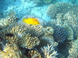 Epibulus insidiator - Stülpmaul-Lippfisch (Weibchen), Copyright by Aitsch-Pi