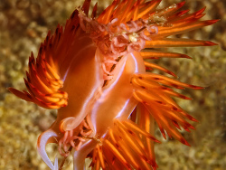 Godiva-Fadenschnecke, Dondice (Godiva) banyulensis