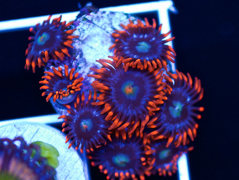 Generic placeholder thumbnail