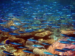 Pterocaesio tile - Neon-Füsilier - Malediven - Thudufushi - Hausriff
