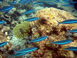 Pterocaesio tile - Neon-Füsilier - Malediven - Thudufushi - Hausriff