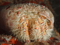 Einsiedlerkrebs, Aniculus maximus