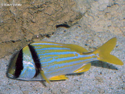 Anisotremus virginicus thumbnail