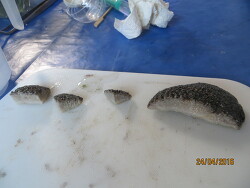 Polyphyllia novaehiberniae