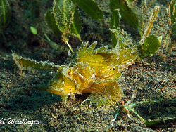 Pteroidichthys amboinensis