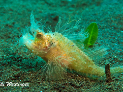 Pteroidichthys amboinensis