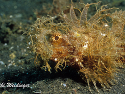 Pteroidichthys amboinensis