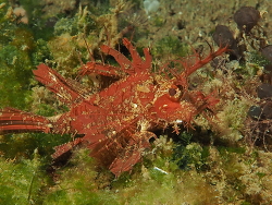 Pteroidichthys amboinensis