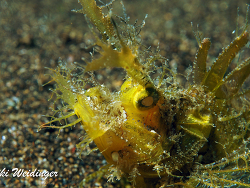 Pteroidichthys amboinensis