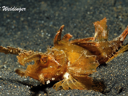 Pteroidichthys amboinensis