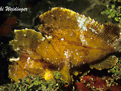 Taenianotus triacanthus