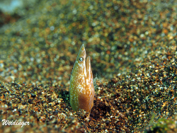 Apterichtus klazingai