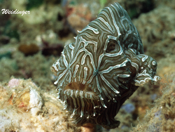 Histiophryne psychedelica