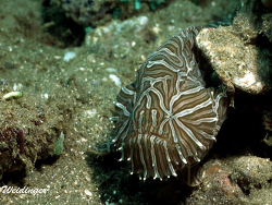 Histiophryne psychedelica