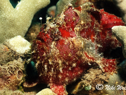 Antennatus coccineus