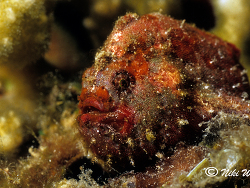 Antennatus coccineus