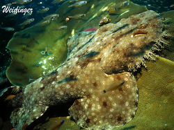 Orectolobus maculatus