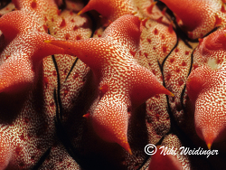 Thelenota rubralineata