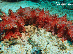 Thelenota rubralineata