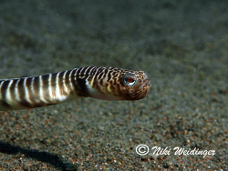  Heteroconger polyzona