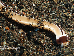 Baseodiscus cf. hemprichii