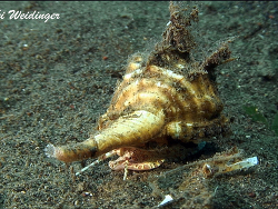 Haustellum haustellum