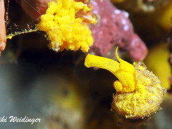 Epidendrium billeeanum