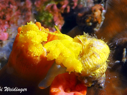 Epidendrium billeeanum