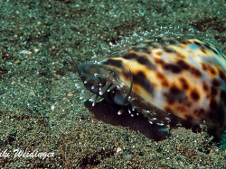 Cypraea tigris