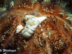 Echineulima asthenosomae