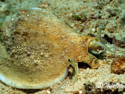 Labiostrombus epidromis