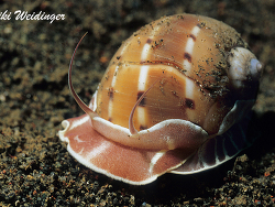 Naticarius orientalis