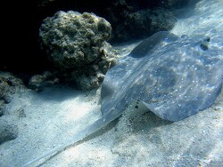 Urogymnus granulatus thumbnail