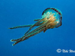 Thysanostoma loriferum