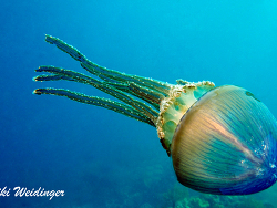 Thysanostoma loriferum