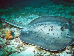 Taeniura meyeni - Schwarzpunkt-Stechrochen - Black spotted Stingray - MLE - Summer-Island - Madi Gaa; copyright by Aitsch-Pi