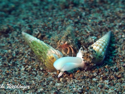 Myurellopsis undulata