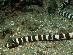  Myrichthys columbrinus