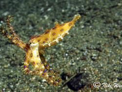  Hapalochlaena lunulata