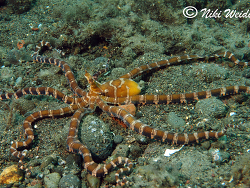 Wunderpus photogenicus juv