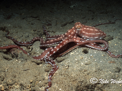Callistoctopus ornatus
