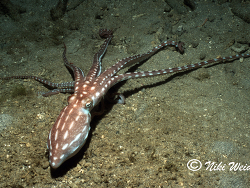 Callistoctopus ornatus