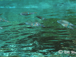 Sepioteuthis sepioidea