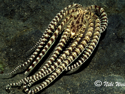 Thaumoctopus mimicus