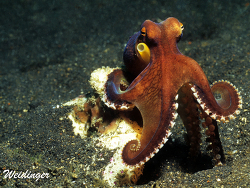 Amphioctopus marginatus