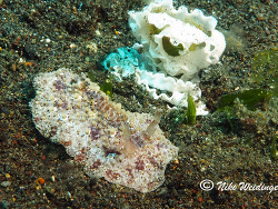 Carminodoris mit Laich