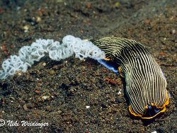 Armina sp. mit Laich