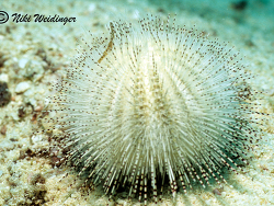 Pseudechinus huttoni