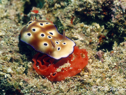 Hypsolodoris tryoni